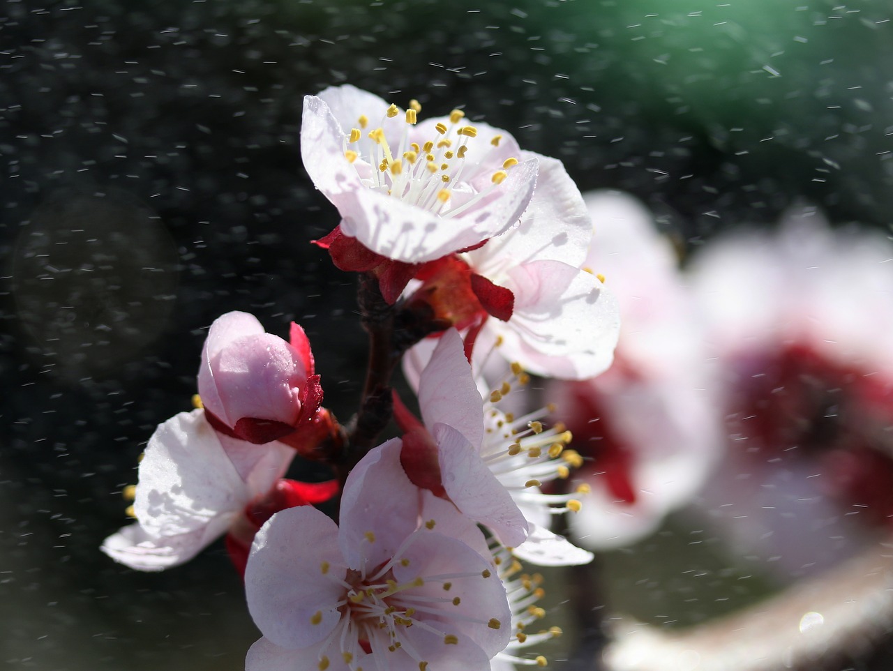 flowers  tree  white free photo