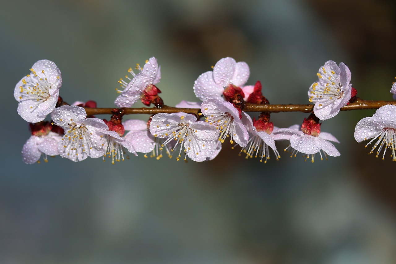 flowers  white  casey free photo