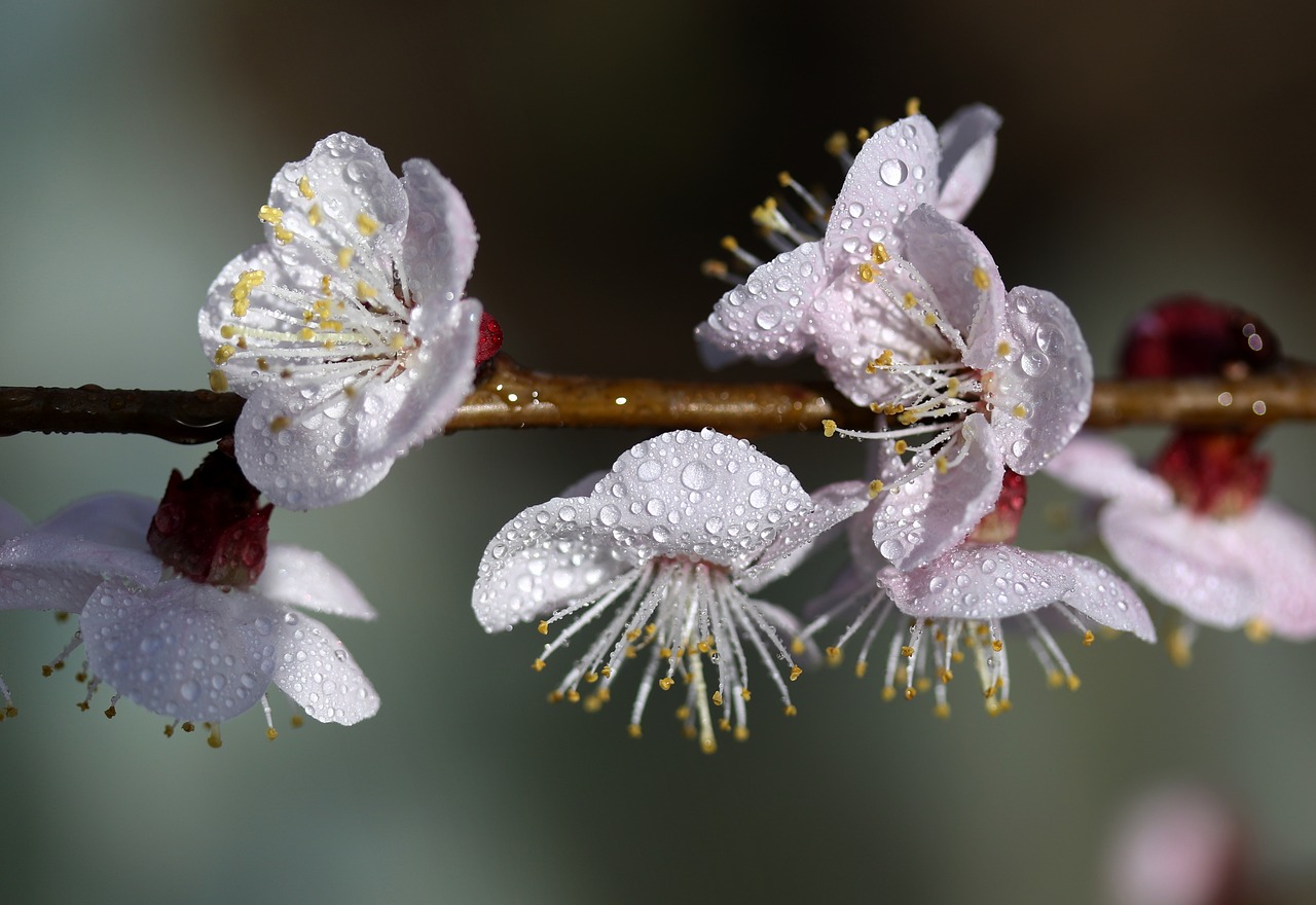 flowers  white  casey free photo