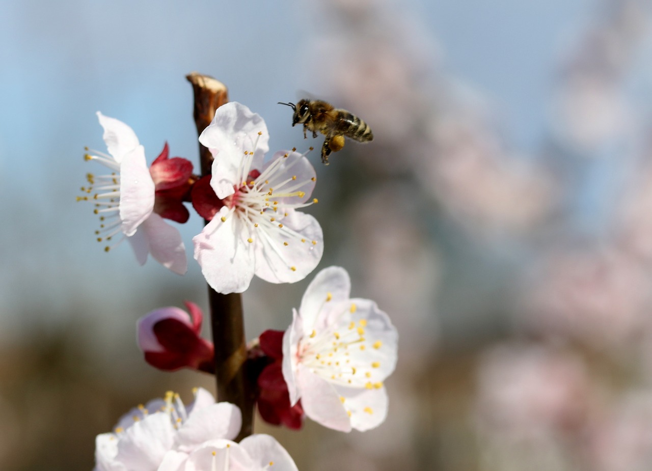 flowers  bee  white free photo