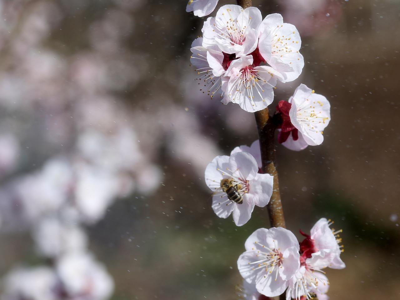 flowers  white  casey free photo