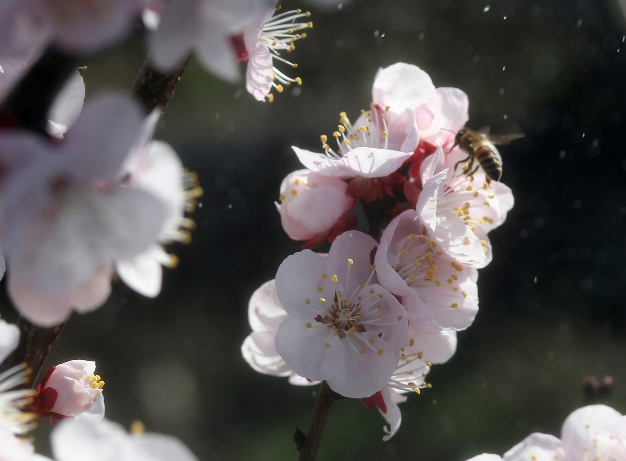 flowers  white  casey free photo