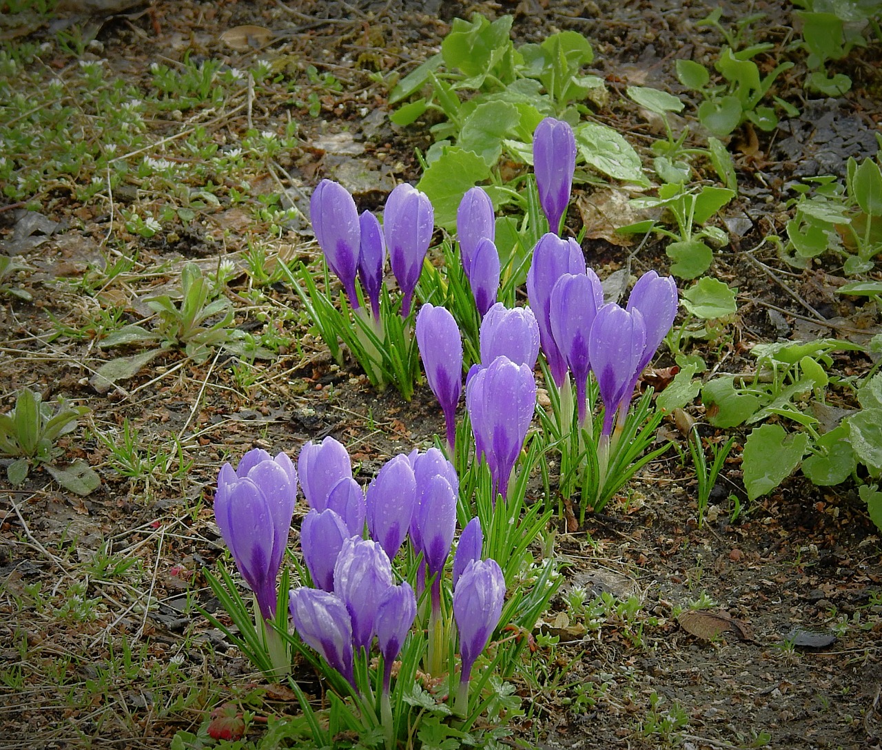 flowers  crocus  purple free photo