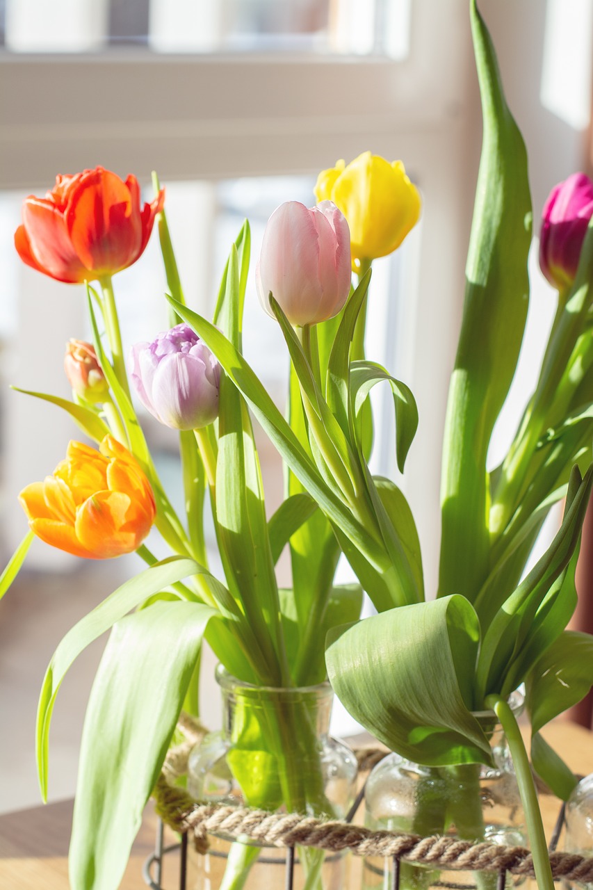 flowers  tulips  colorful free photo