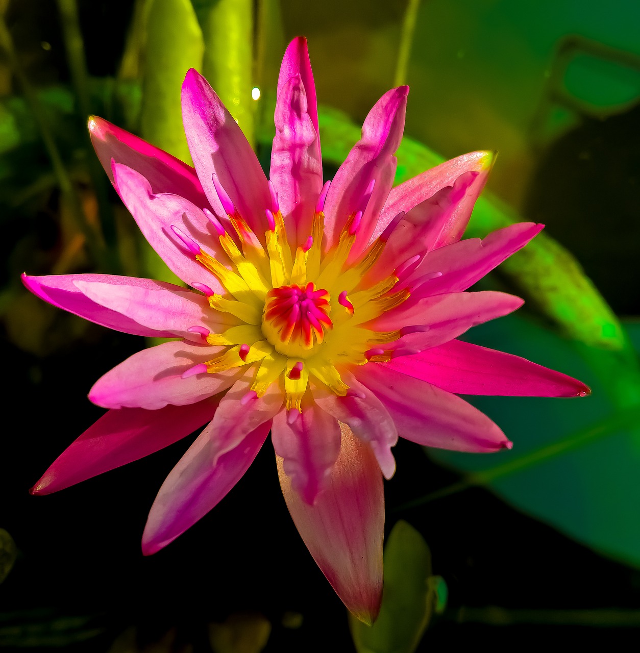 flowers  lotus  nature free photo