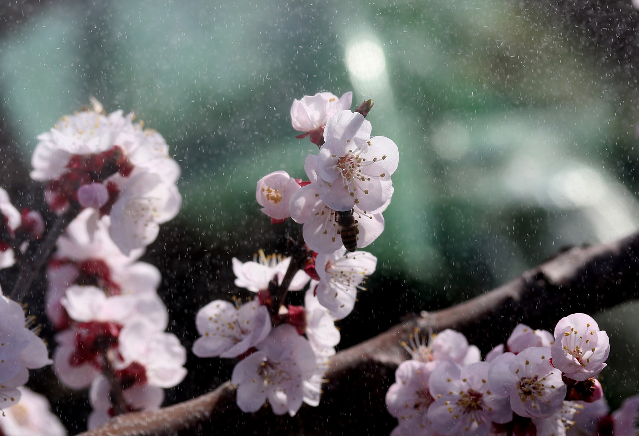 flowers  white  casey free photo