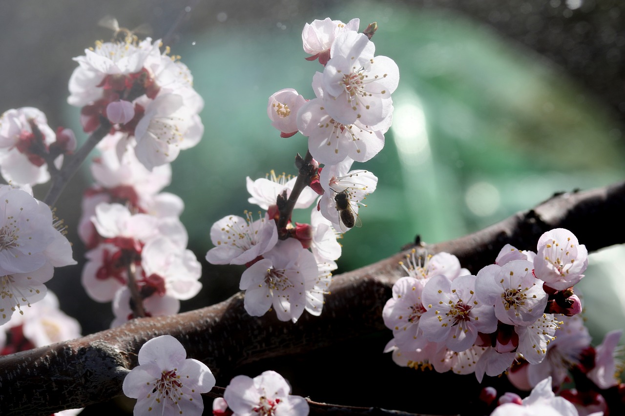 flowers  white  spring free photo