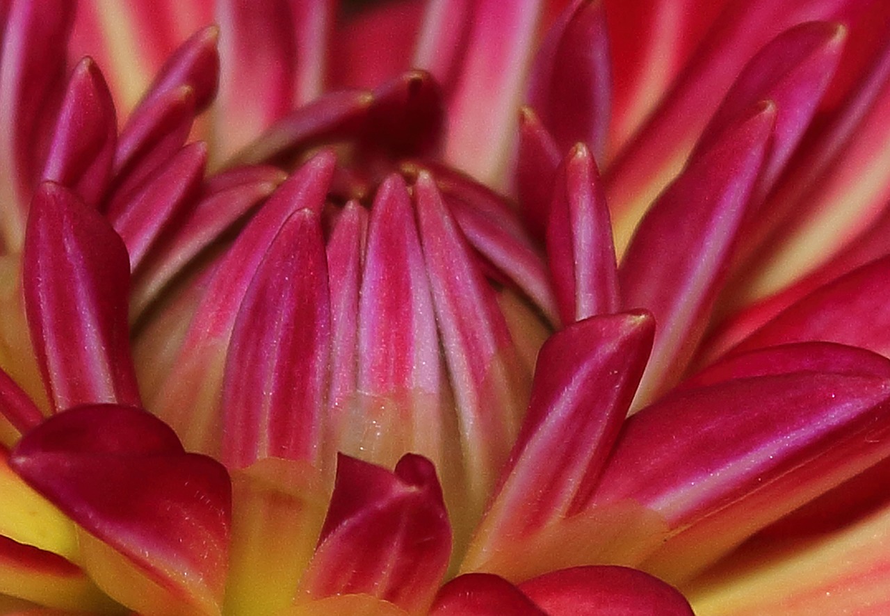 flowers  red  garden free photo