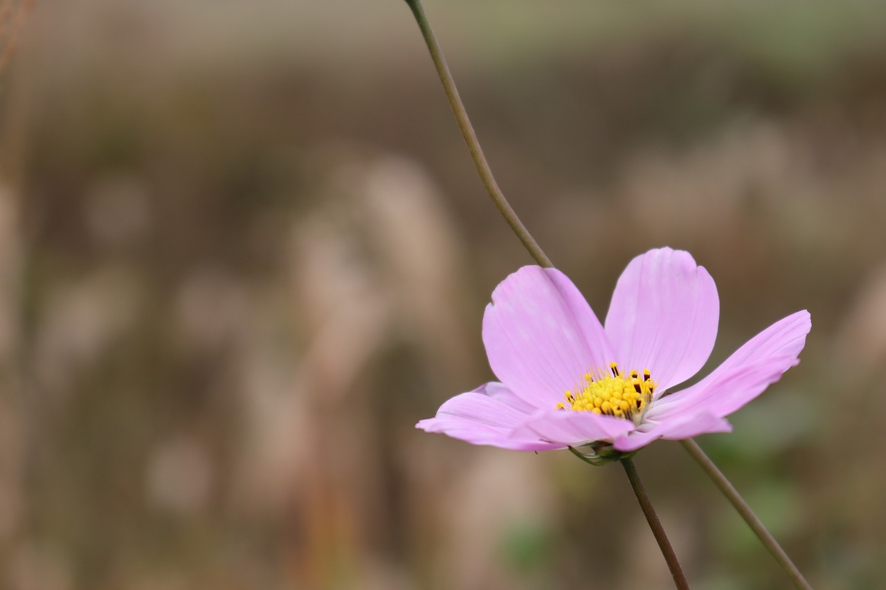 flowers  nature  cosmos free photo