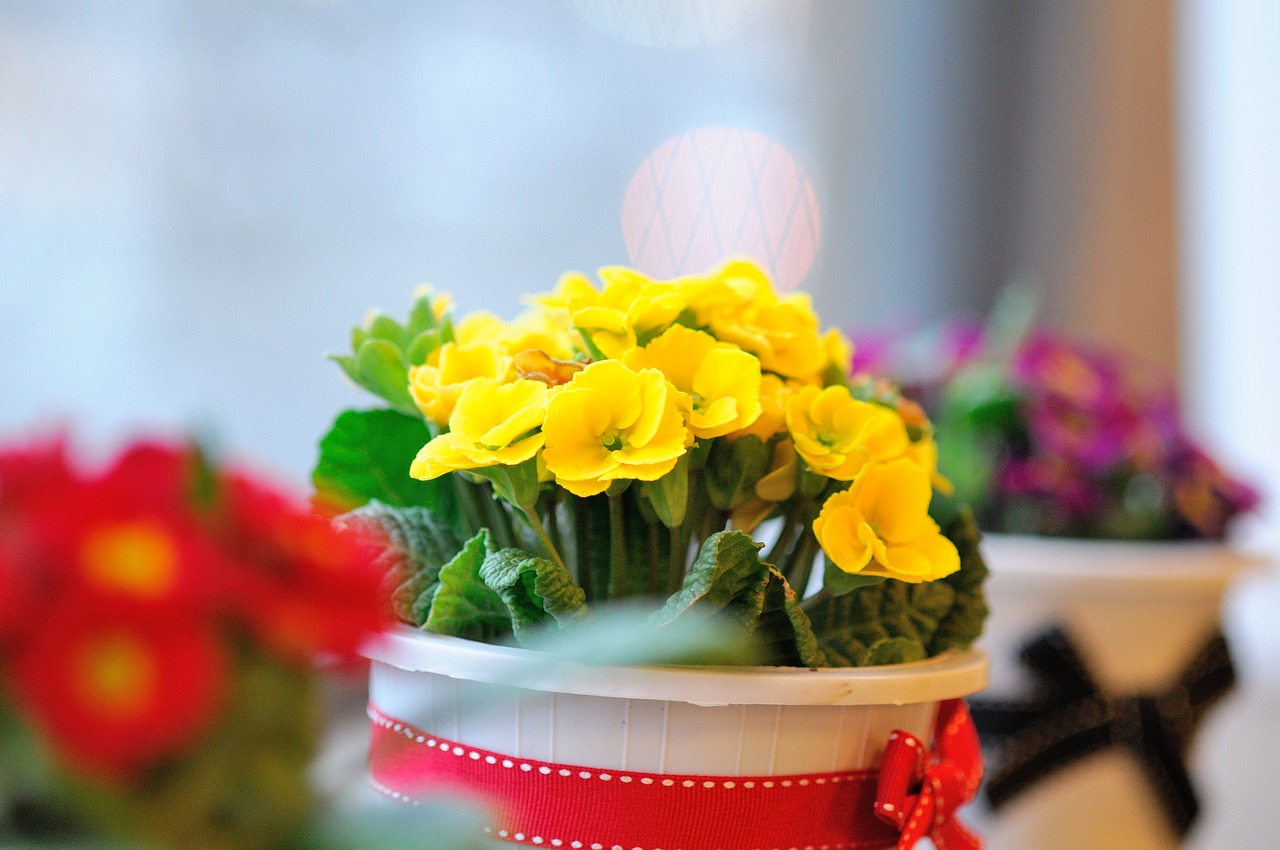 flowers  potted plant  spring free photo