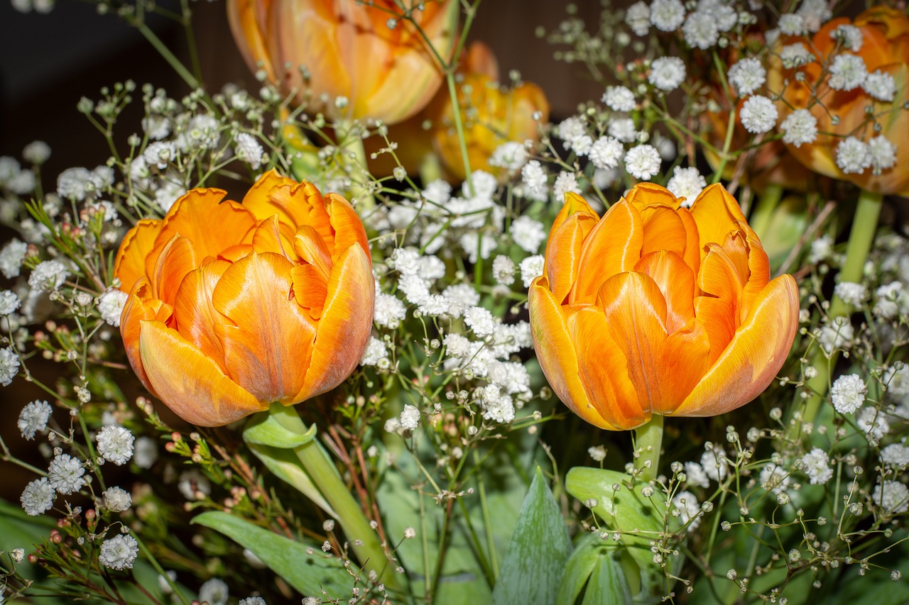 flowers  tulips  orange free photo
