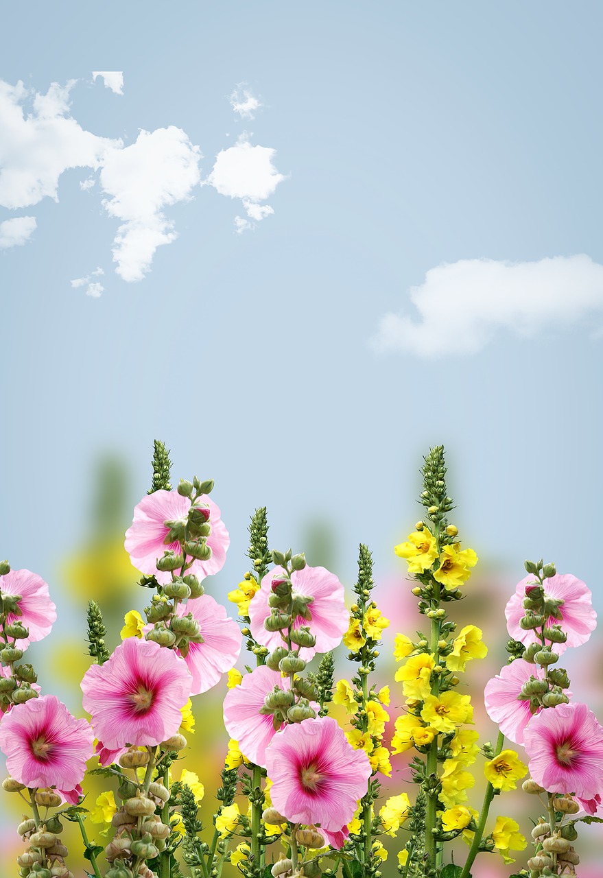 flowers  spring  background free photo