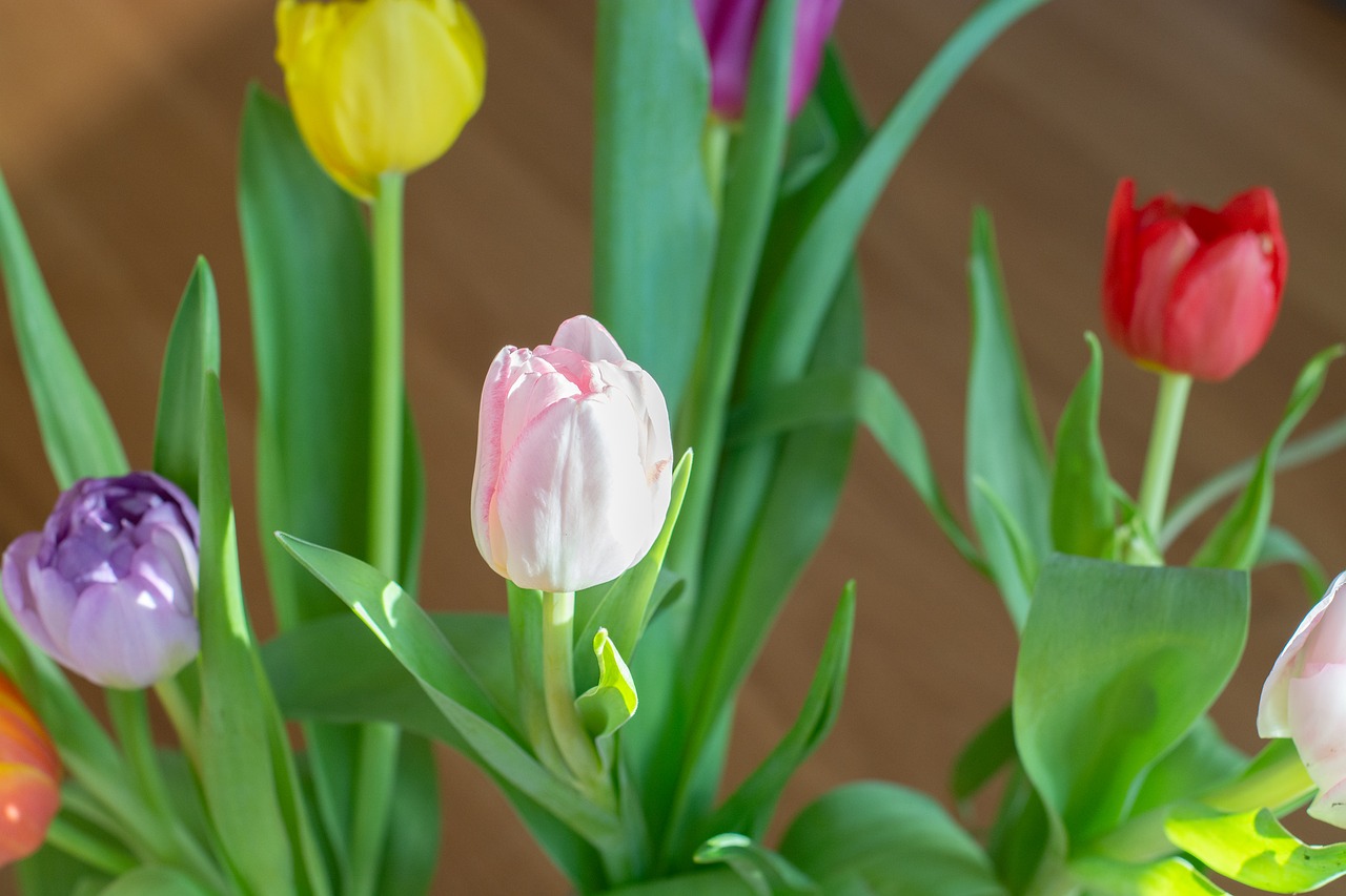 flowers  colorful  spring free photo