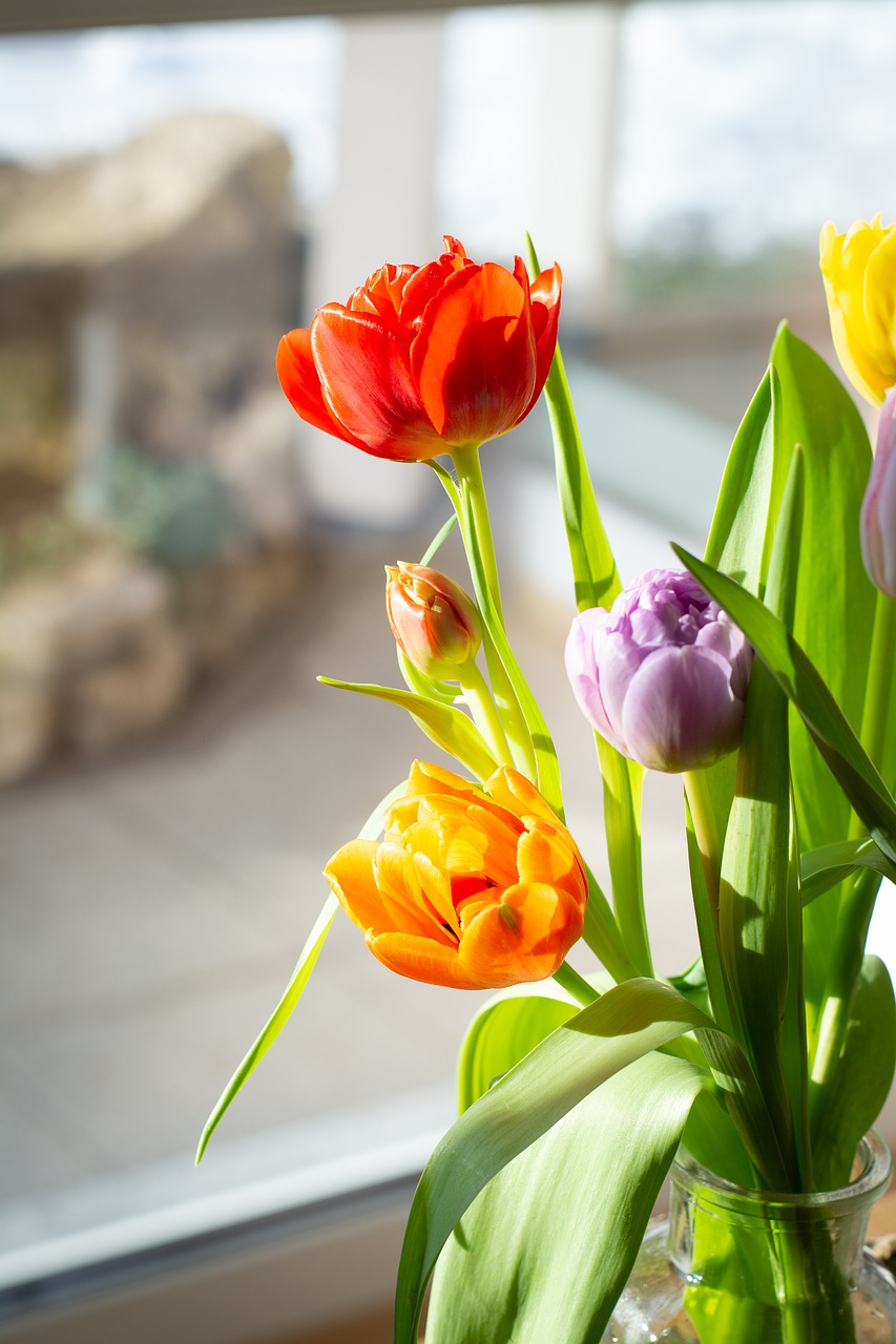 flowers  tulips  colorful free photo