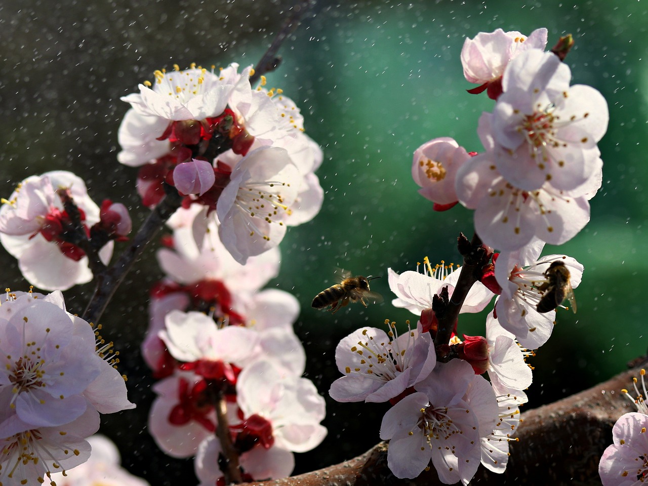 flowers  white  spring free photo