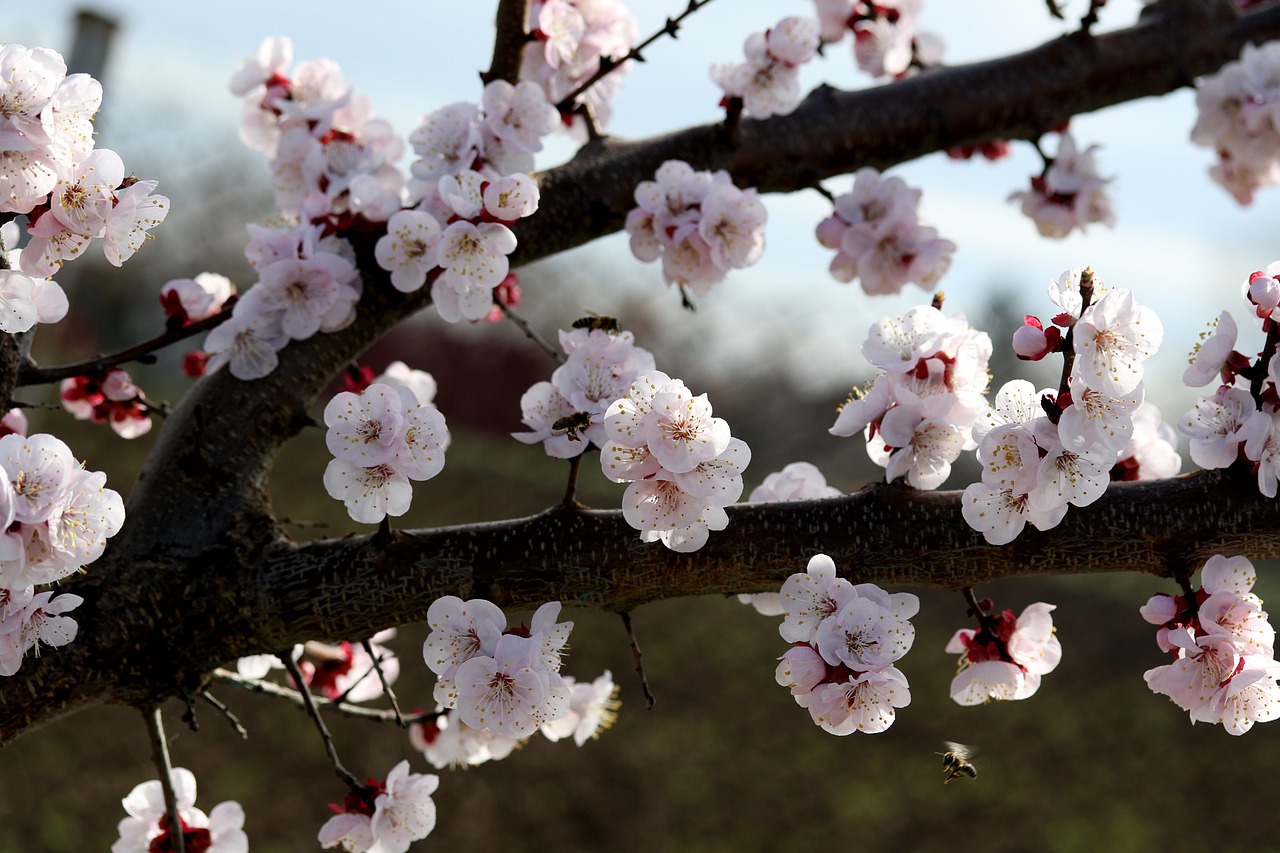 flowers  white  spring free photo