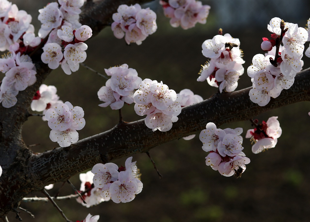 flowers  white  spring free photo