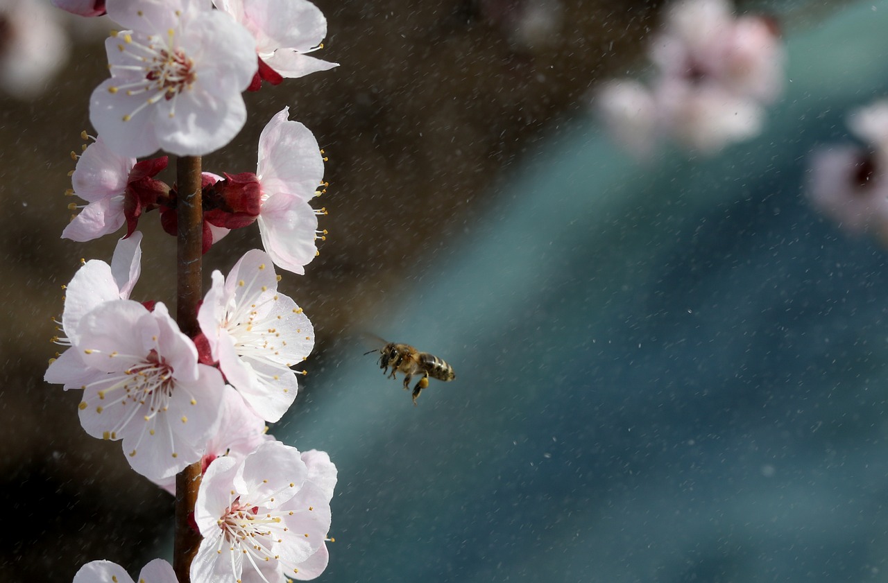 flowers  white  spring free photo