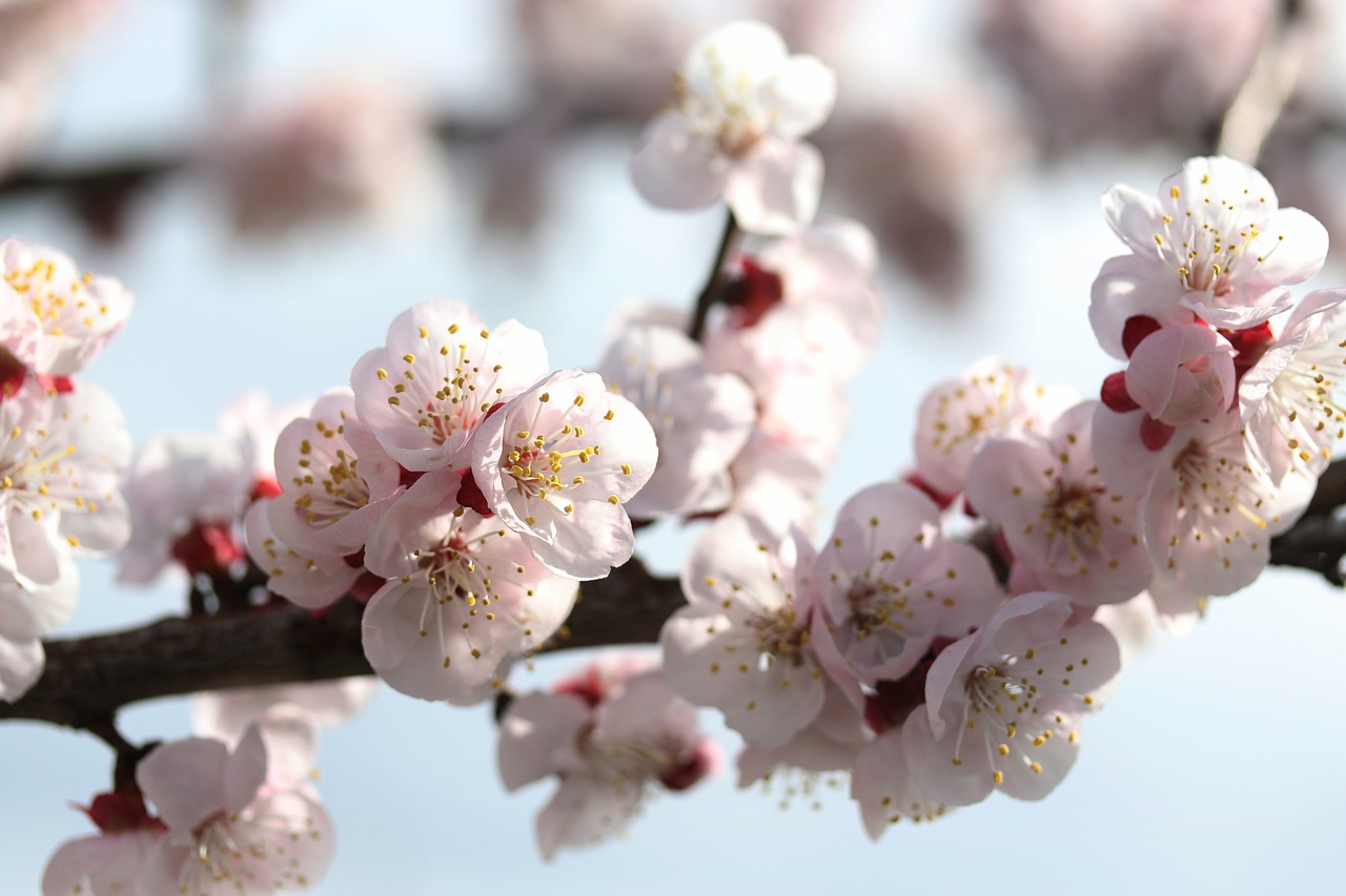 flowers  white  spring free photo