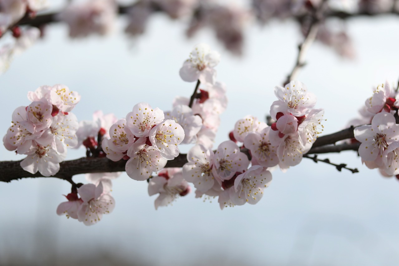 flowers  white  spring free photo