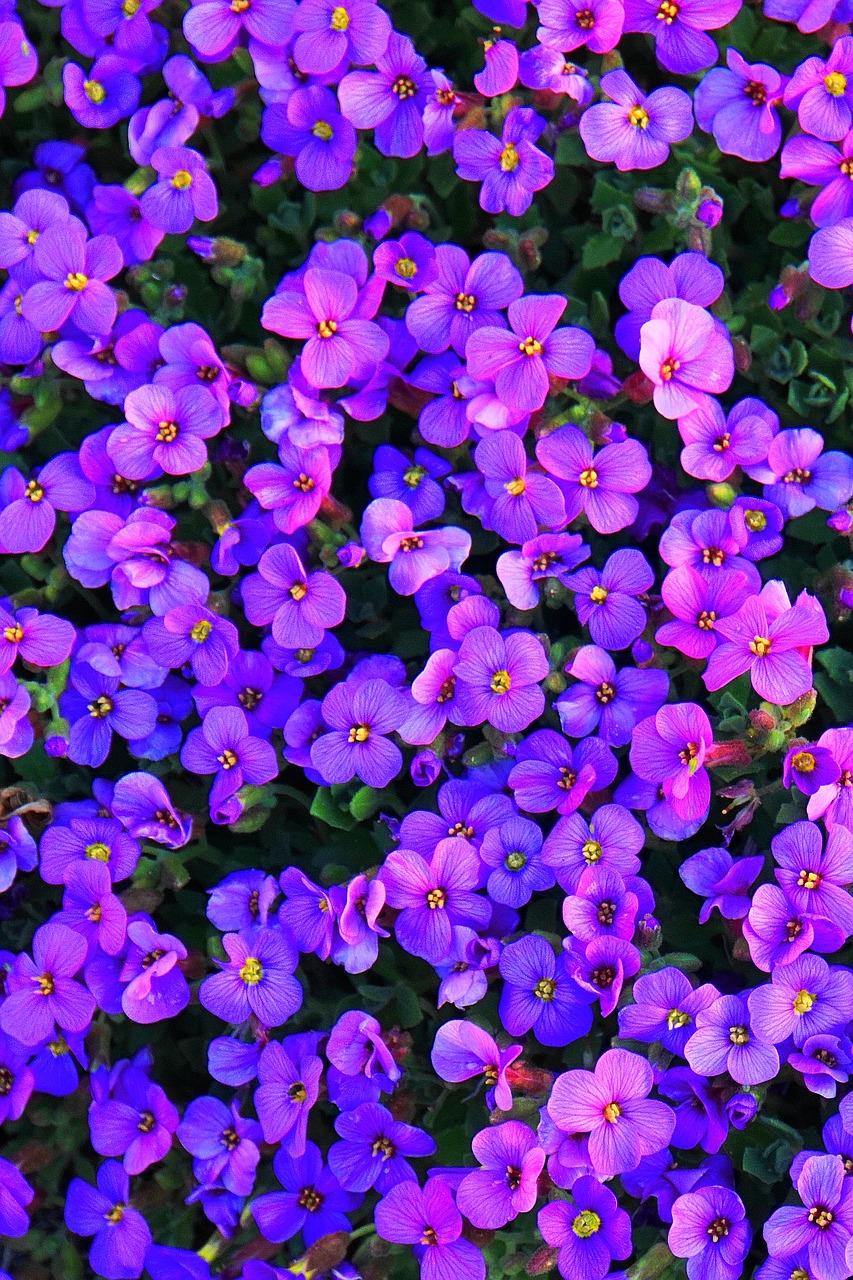flowers  violet  embroidery free photo