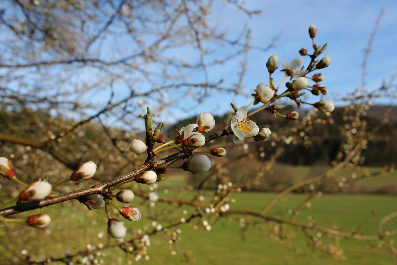 flowers  branch  spring free photo