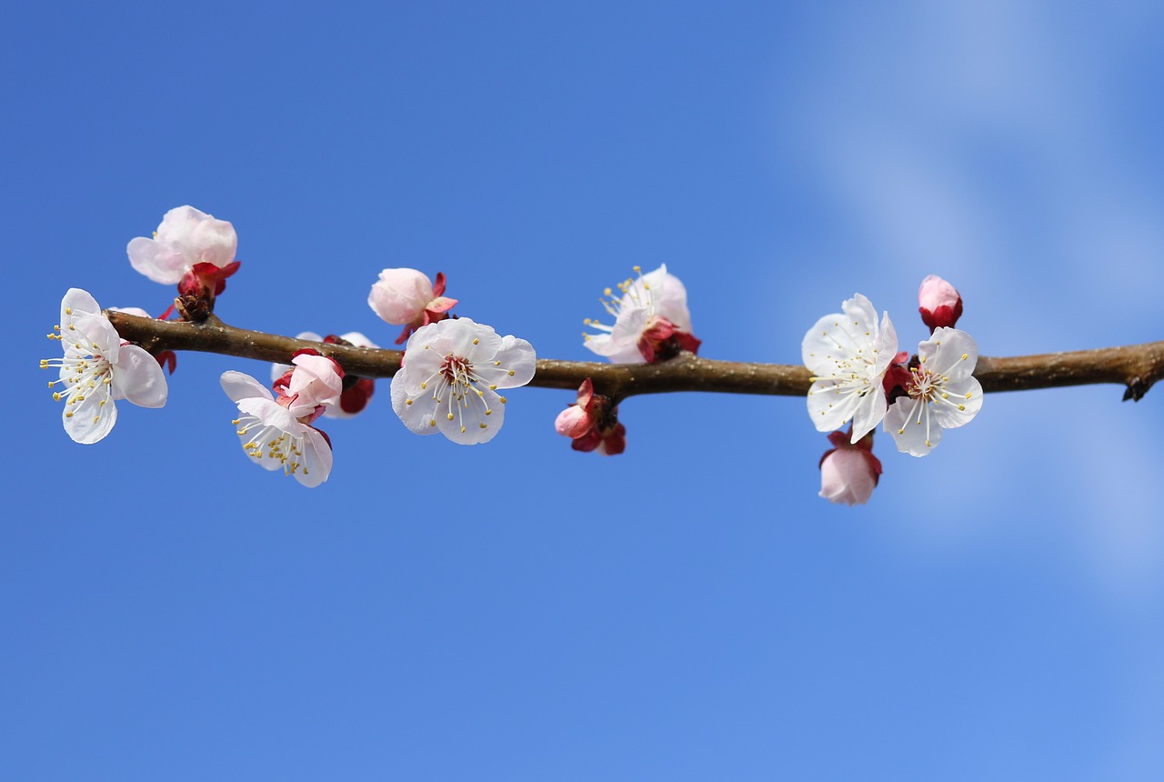 flowers  white  casey free photo