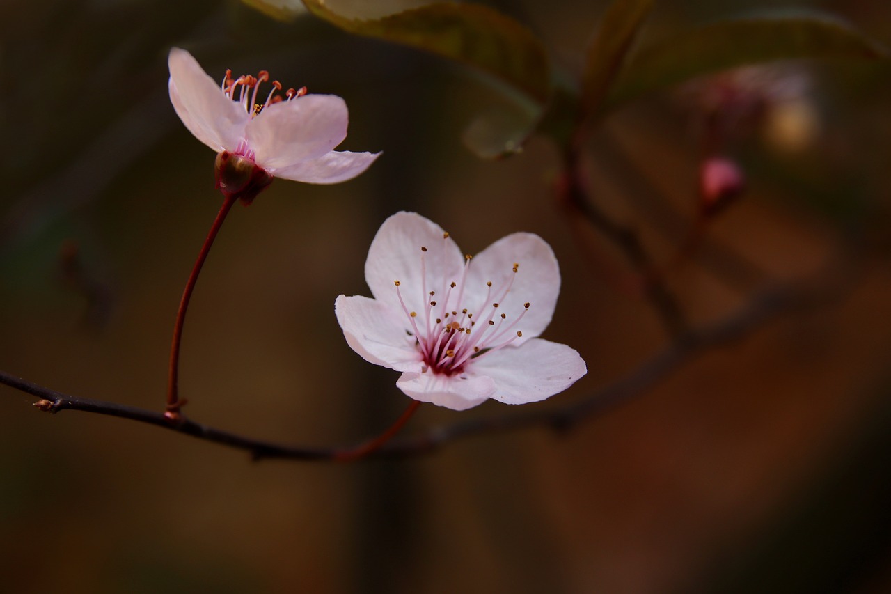 flowers  plum blossom  zierpflaume free photo