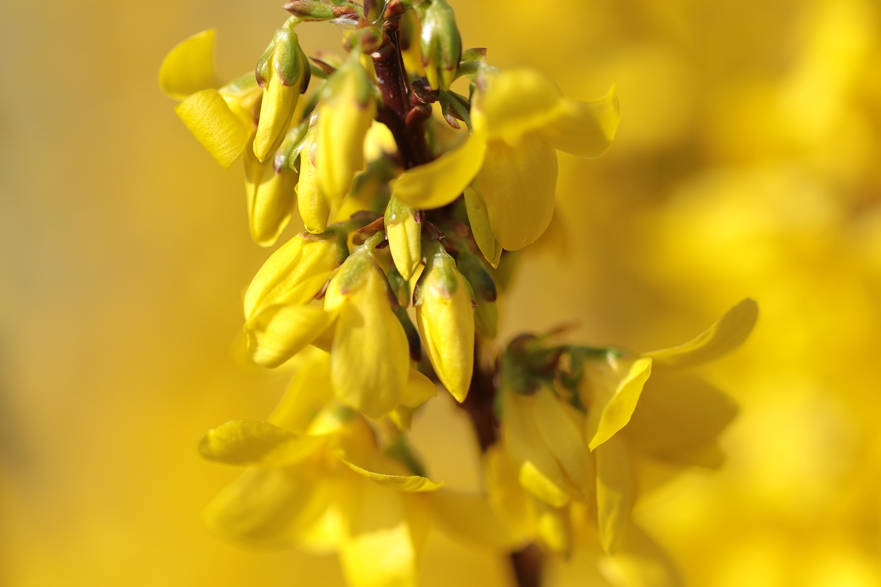 flowers  forsythia  chinese bellflower free photo