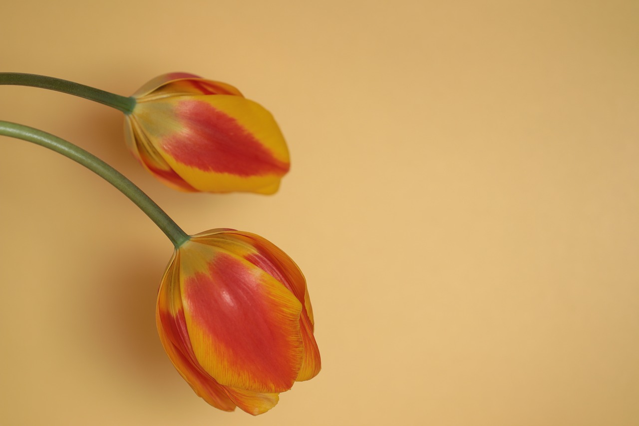 flowers  tulips  nature free photo