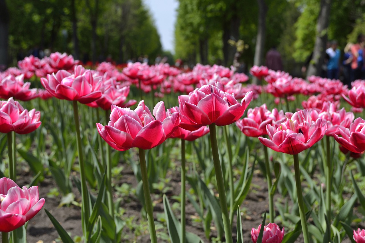 flowers  kirovograd  ukraine free photo