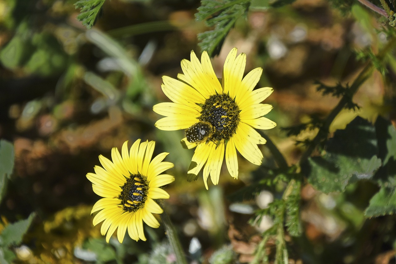 flowers  garden  plant free photo