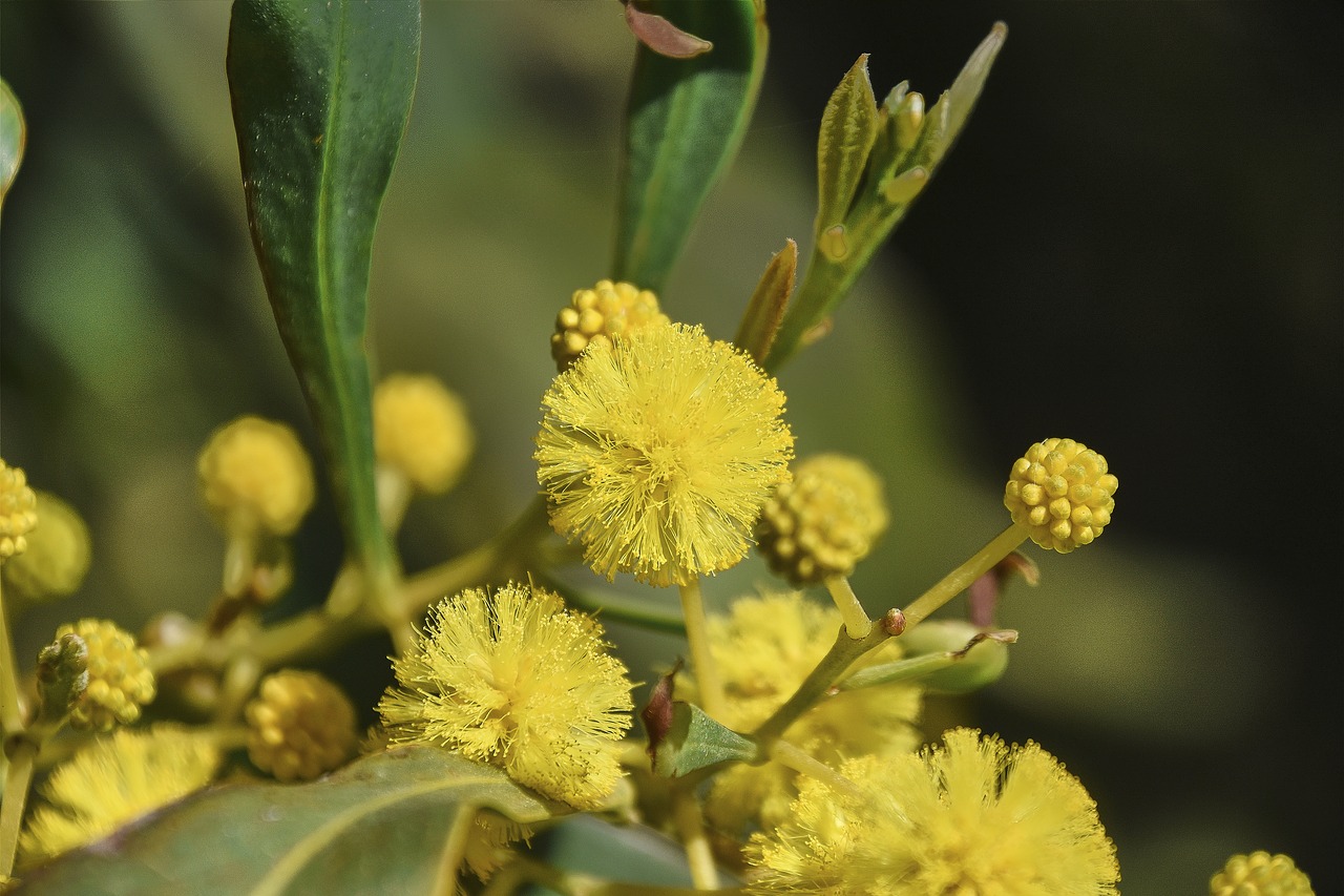 flowers  garden  plant free photo