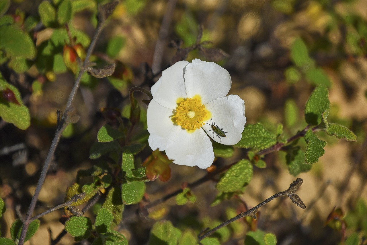 flowers  garden  plant free photo