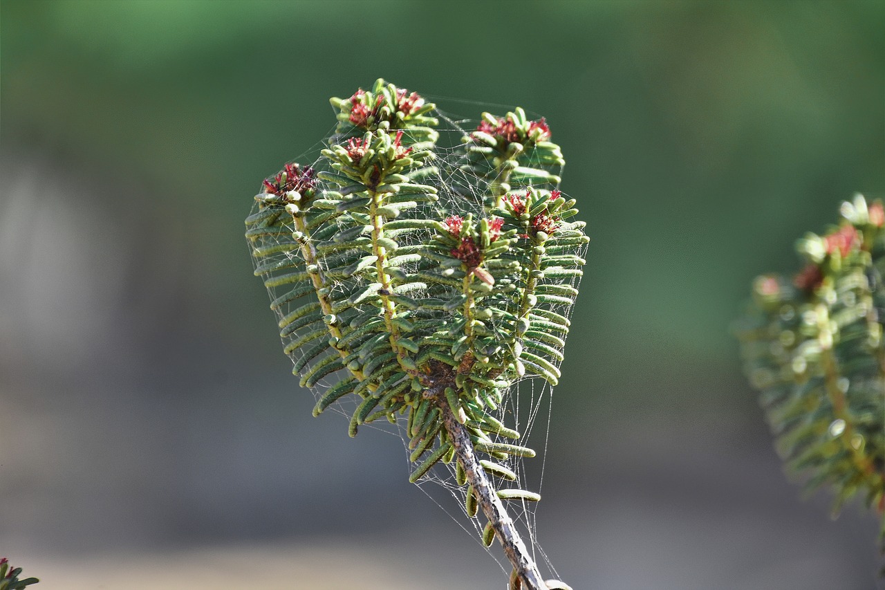 flowers  garden  plant free photo