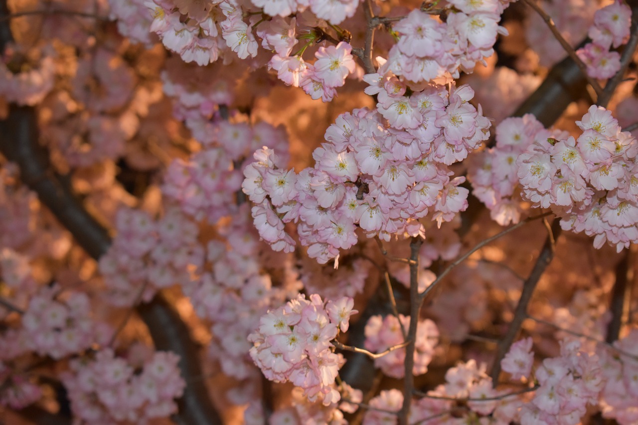 flowers  night  romantic free photo