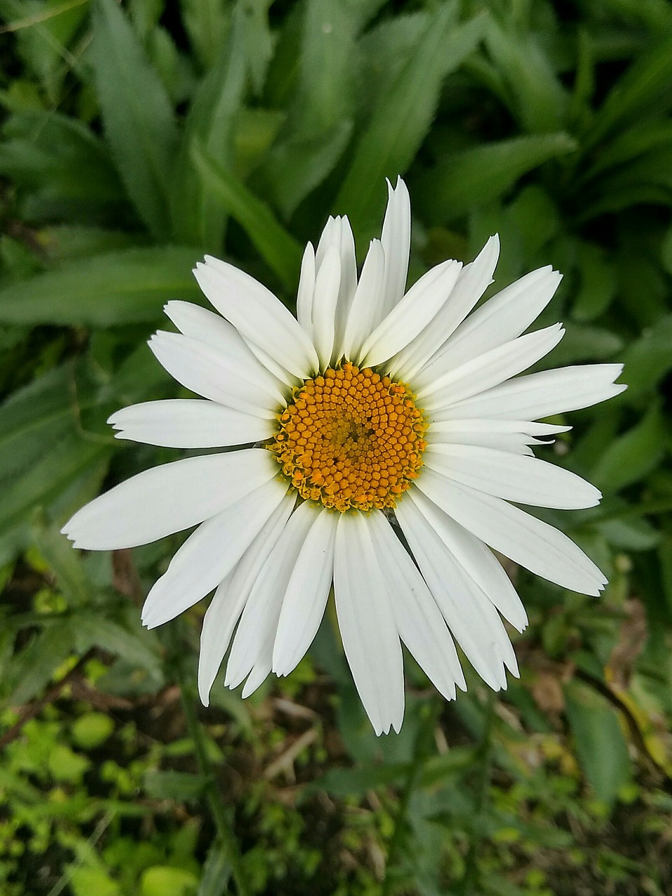 flowers  plant  beautiful free photo