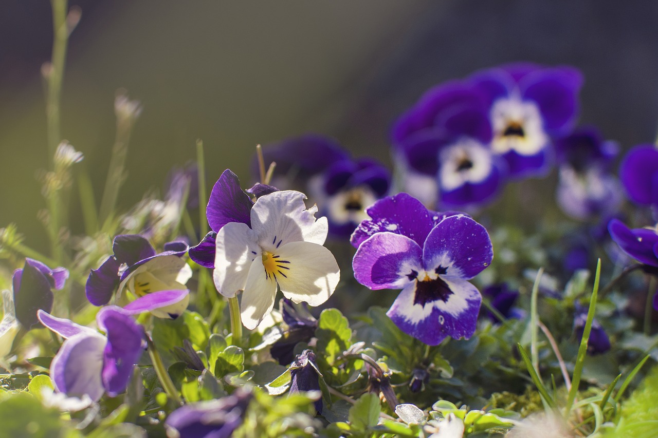 flowers  violets  garden free photo