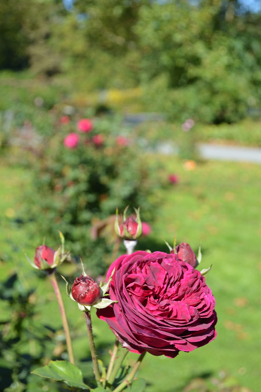 flowers flower roses free photo