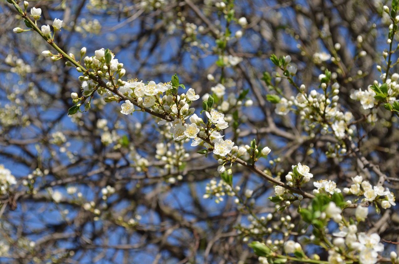 flowers  white  tree free photo