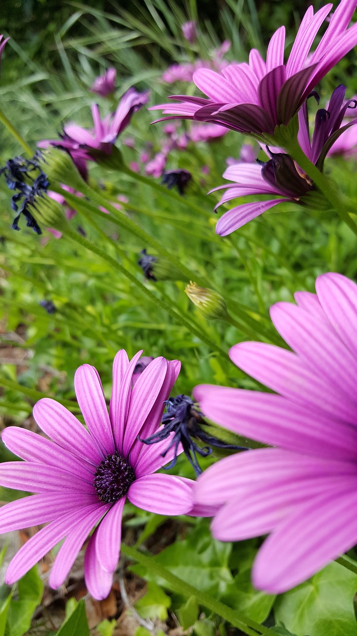 flowers  purple  petals free photo