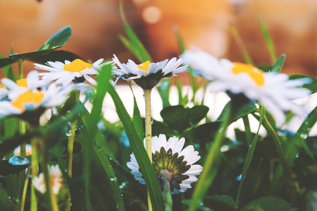 flowers  daisies  spring free photo