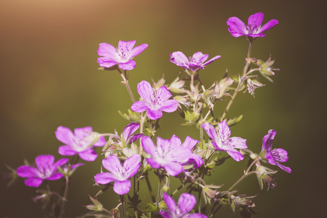 flowers  wildflowers  pink free photo