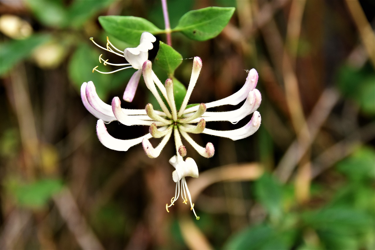 flowers  petal  petals free photo