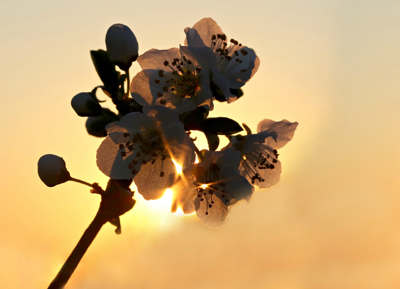 flowers  sun  light free photo