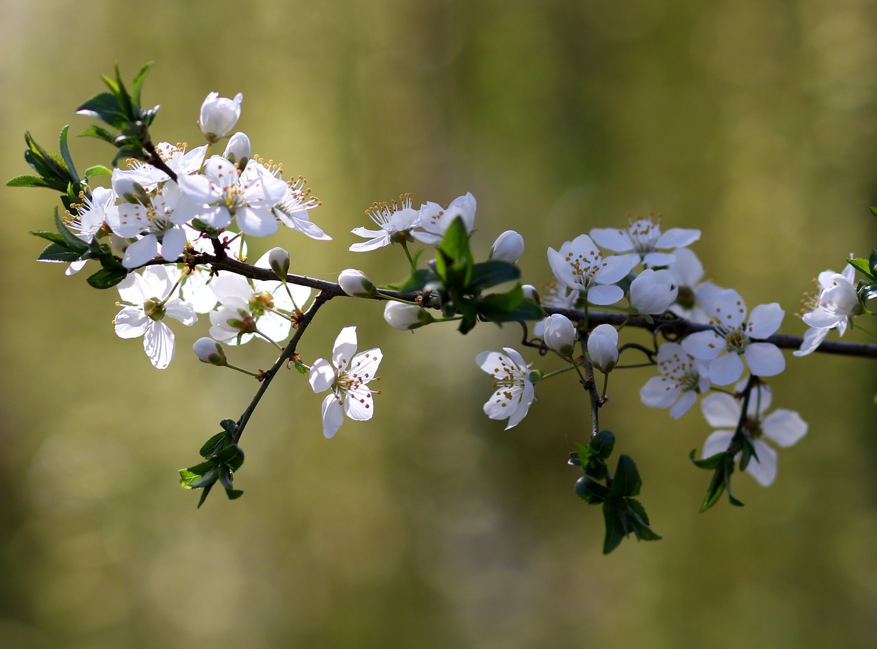 flowers  white  casey free photo