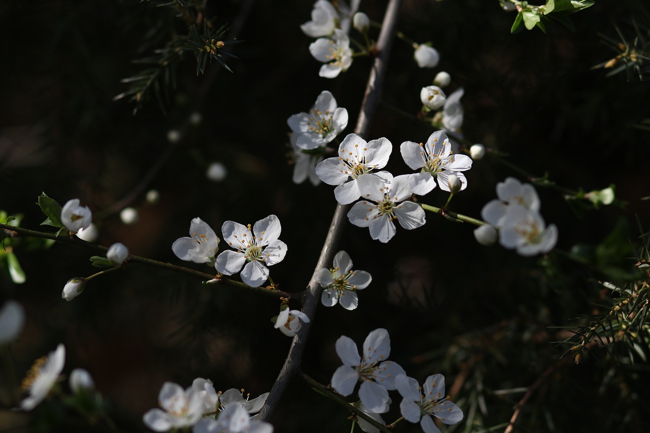 flowers  white  casey free photo