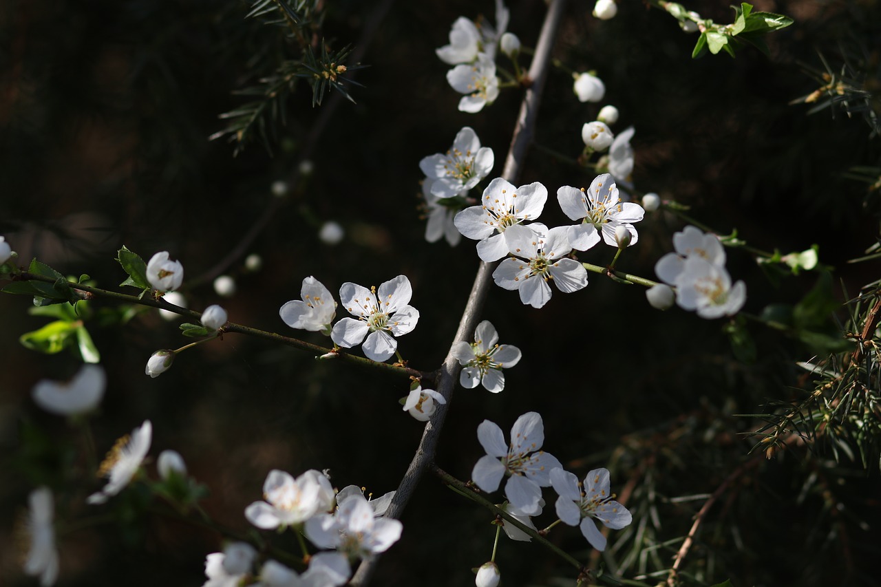 flowers  white  casey free photo