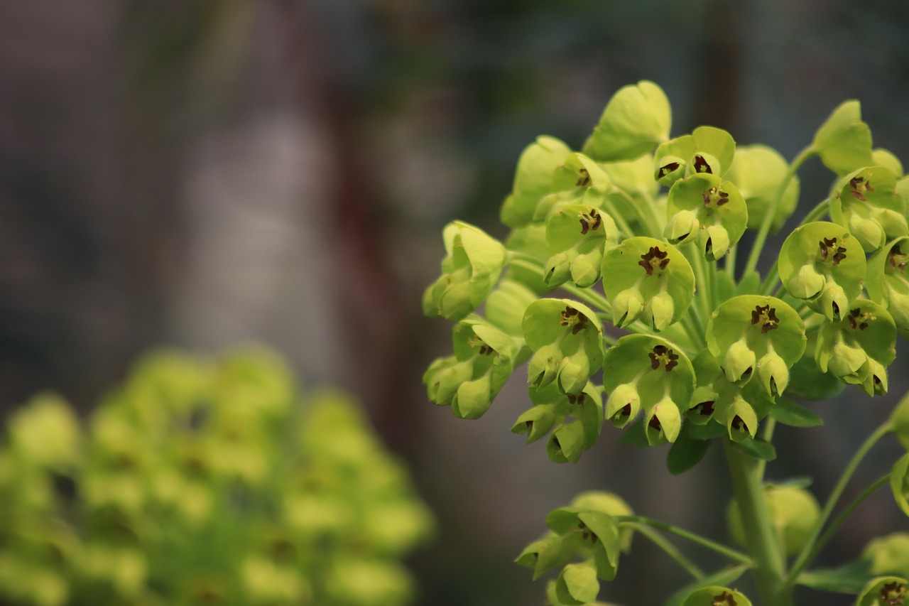 flowers  spring  foliage free photo