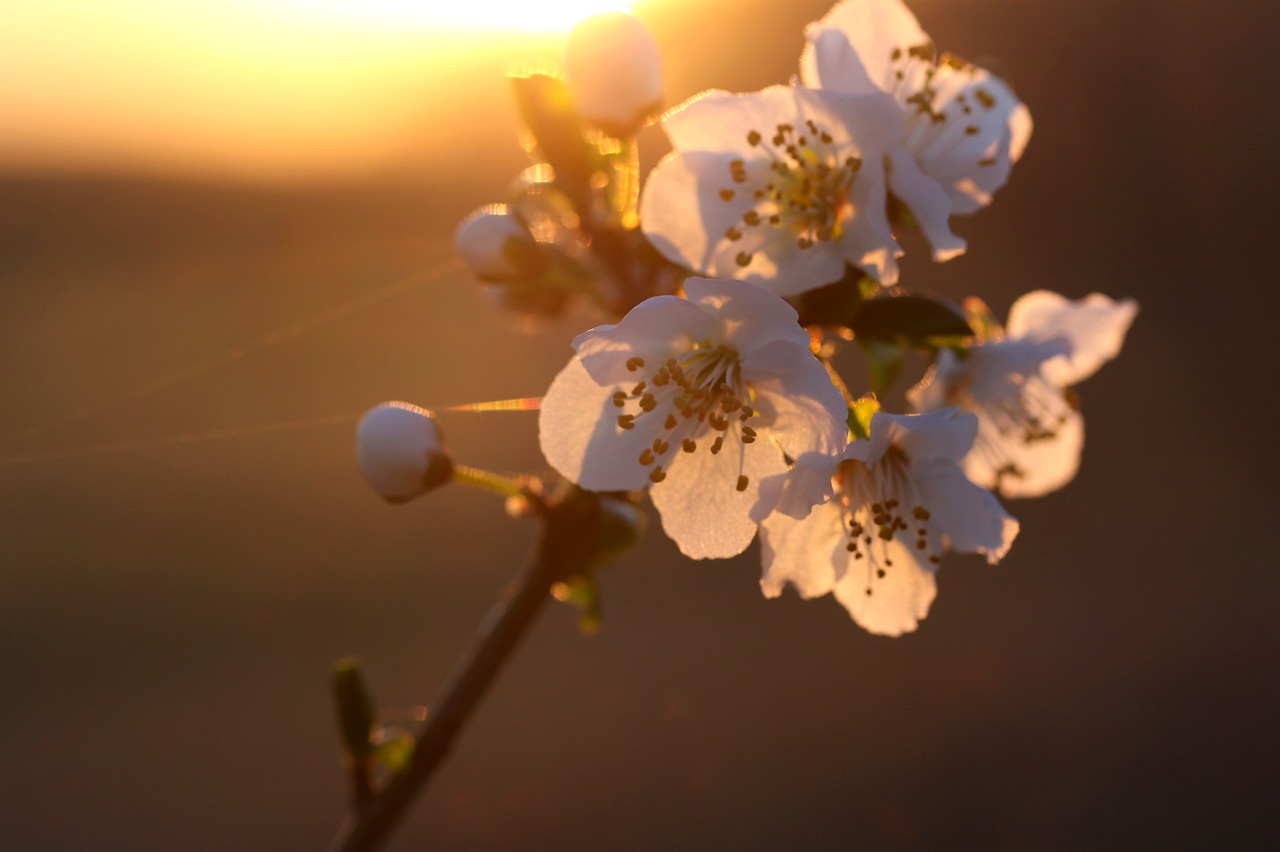 flowers  white  light free photo